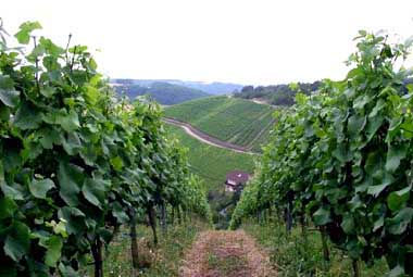 weinberg retzstadt